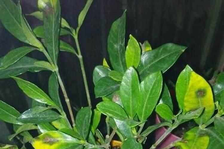 请问金银花应该怎么去合理有效的使用叶面肥？