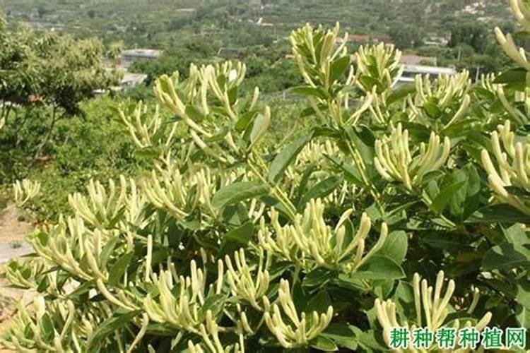 金银花什么时候施肥