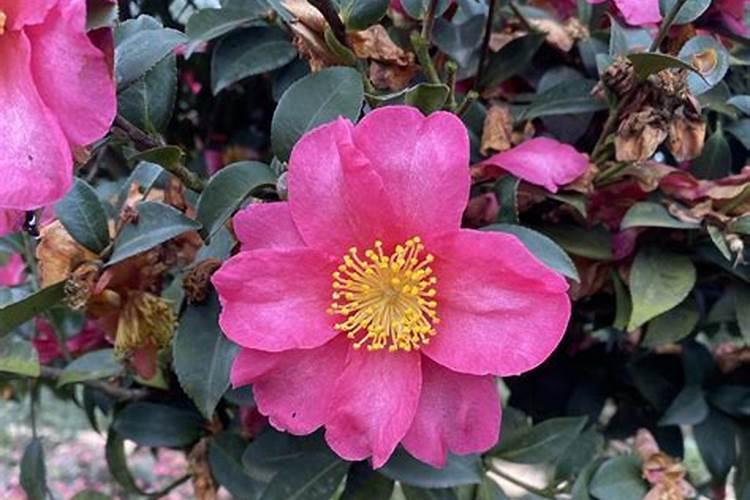 过磷酸钙螃蟹塘里用起什么作用