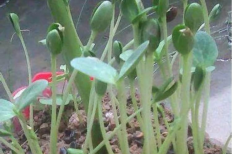 米兰有花苞能喷磷酸二氢钾吗