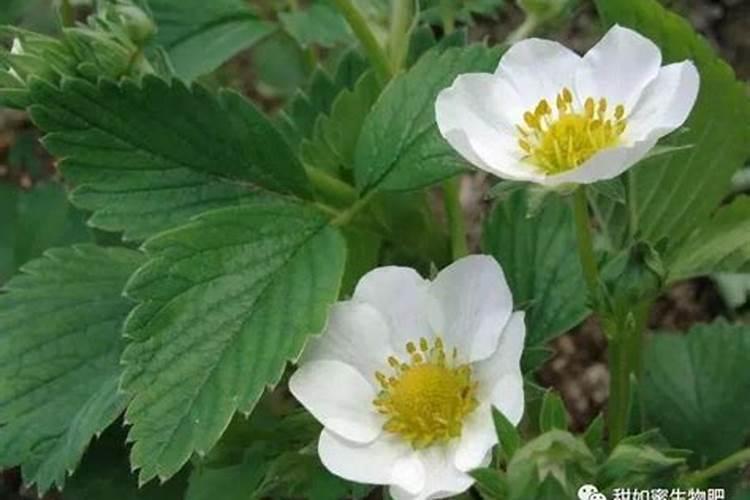 草莓如何施肥