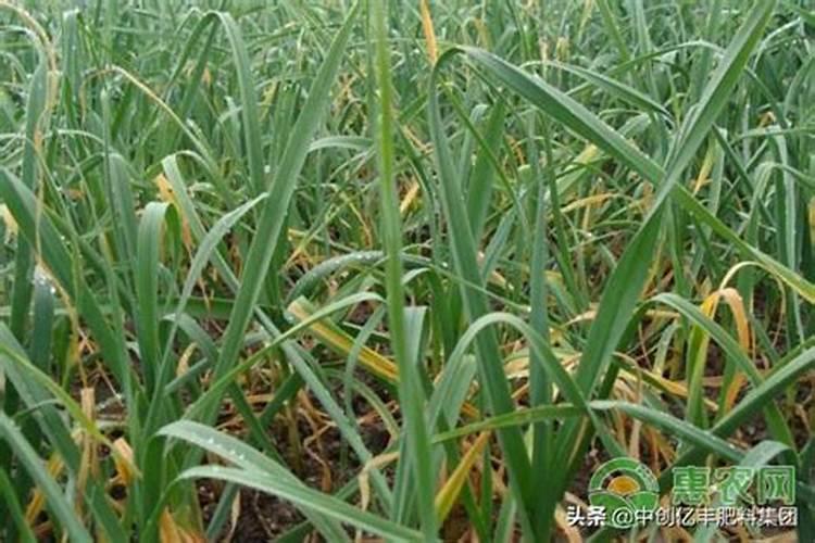 月季花施磷酸二氢钾肥料的正确用法