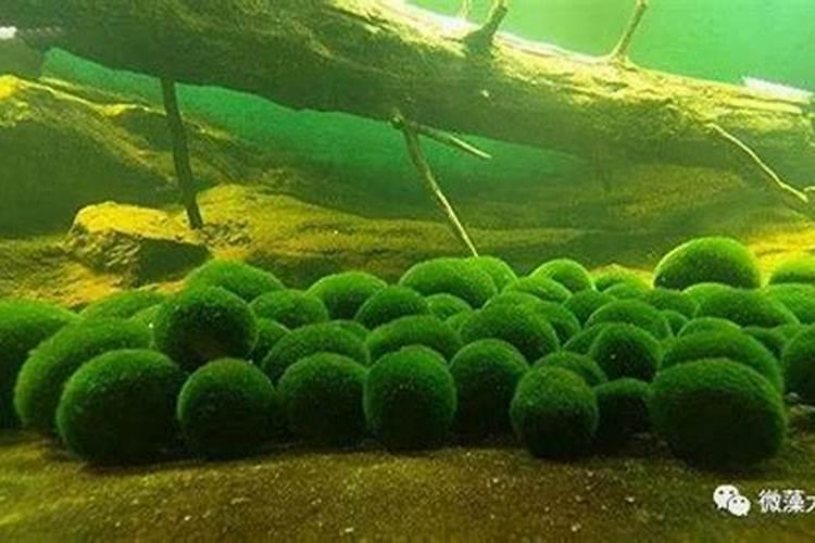 氯化钾用在水稻田里多久能溶入土壤？