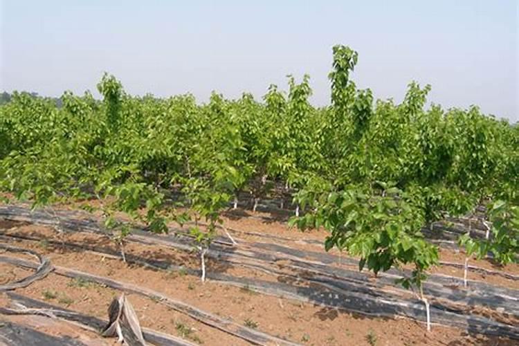 桑树的种植方法及禁忌