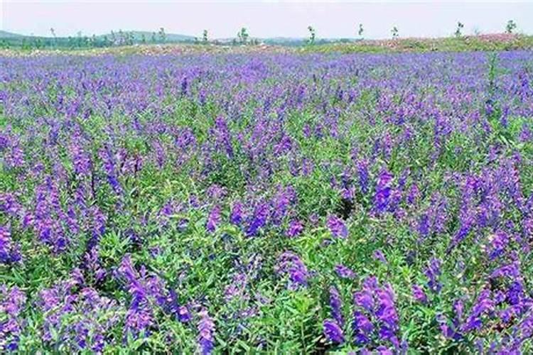 黄芩用什么肥料可以生根 什么时候追肥