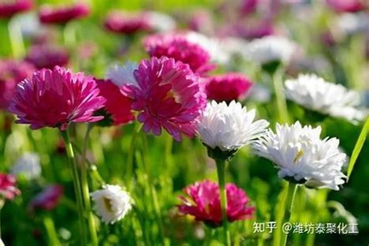 养花用什么底肥