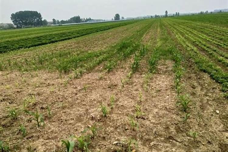 玉米多高能打草甘膦