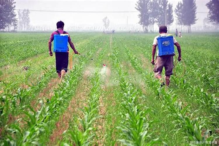 种下玉米打草甘膦会损害吗