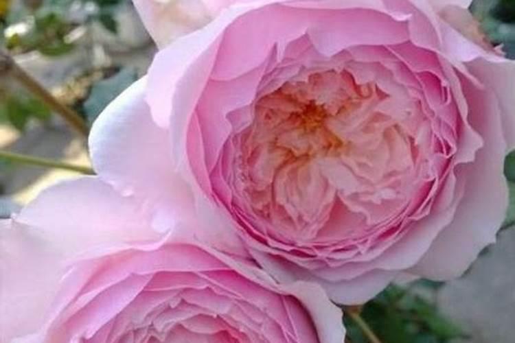 月季花用什么生长素