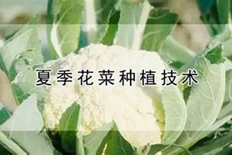 滴灌尿素的肥效期是多少天？