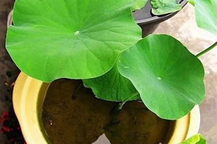 黄腐酸钾和腐殖酸钾有什么区别