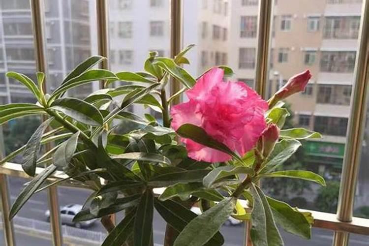 沙漠玫瑰怎么施肥 用什么肥料好