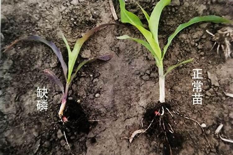 腐殖酸肥料的效果是什么？应该如何使用？