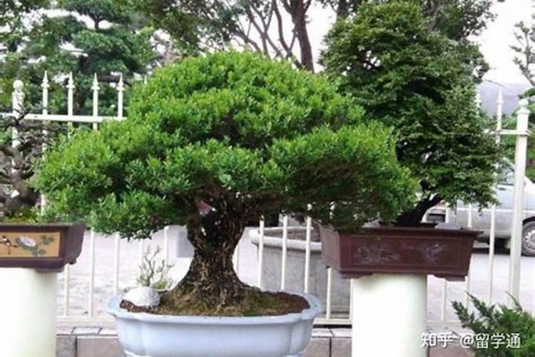 请问黄腐酸、氨基酸、腐植酸的作用和区别有哪些？