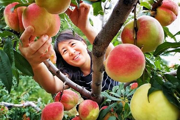 2024年金桔价格多少钱一斤金桔为啥这么贵