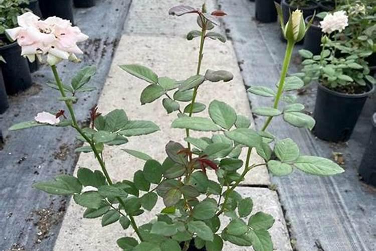 牧草品种蛋白高的有哪些