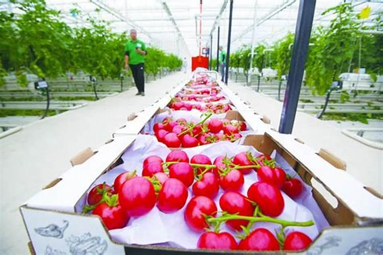 肥料发酵剂和菌肥可以用于果蔬种植么？怎么用