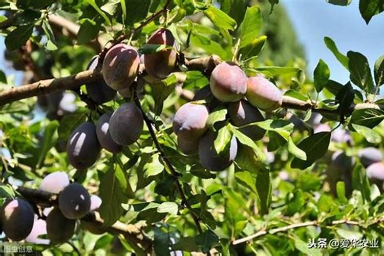 果树补钙用什么钙肥好 什么时候使用效果好