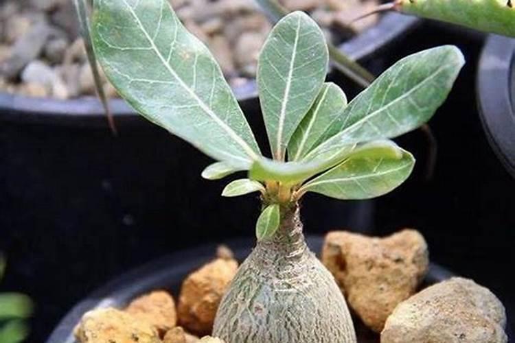 天脊硝酸磷型复合肥料26一4一4能上花生吗？