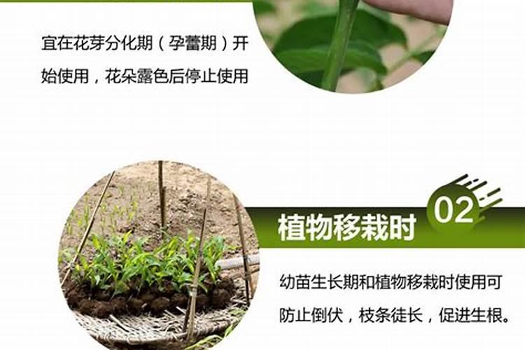 芸苔素可以控旺吗
