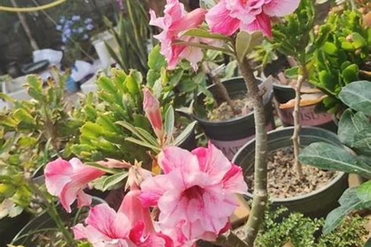 硫酸钾复合肥不溶化有效果吗