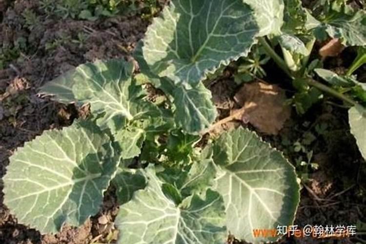 糖醇钙镁可以和流体硼混用吗