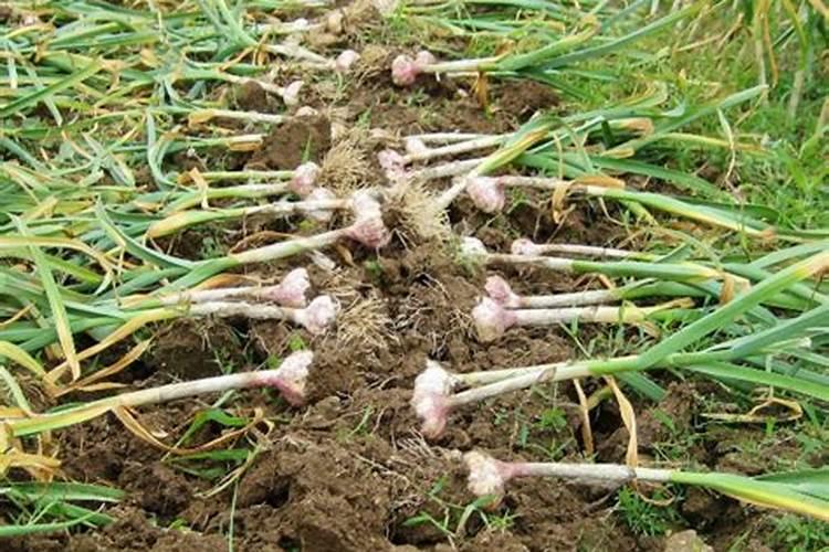 新加坡臭虫怎么杀