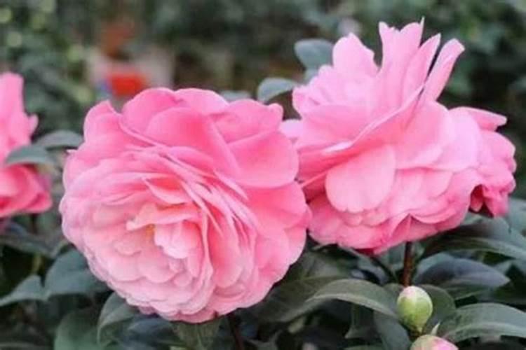 茶花花苞期施肥,稀薄磷钾肥料可延长花期