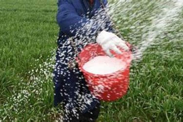 海藻高钾膨果肥含录化钾吗