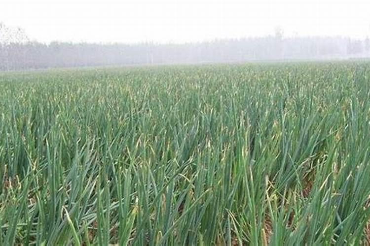 氮肥养花一克用多少水兑