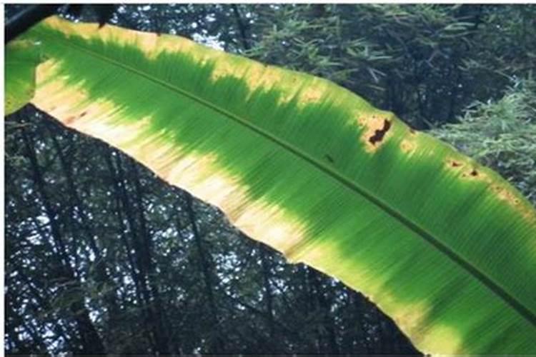 香蕉用什么肥料能快速生长