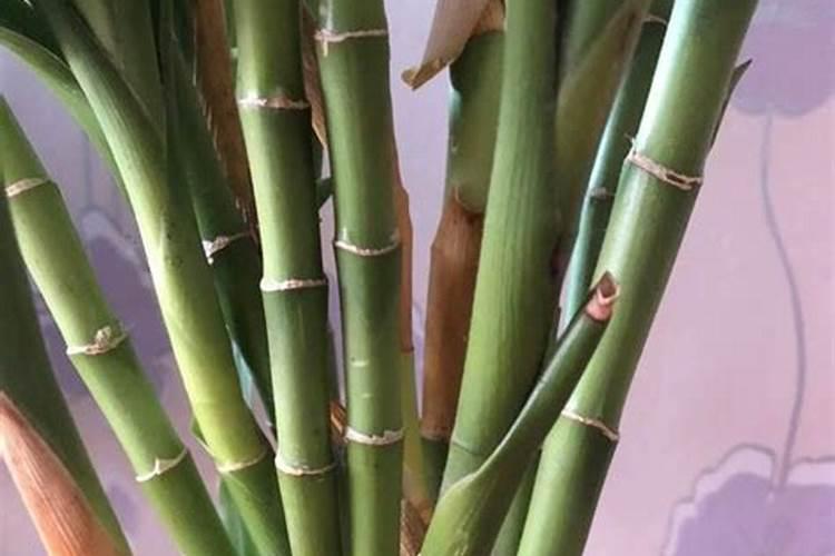 富贵竹一不小心让我施肥施多了怎么补救？