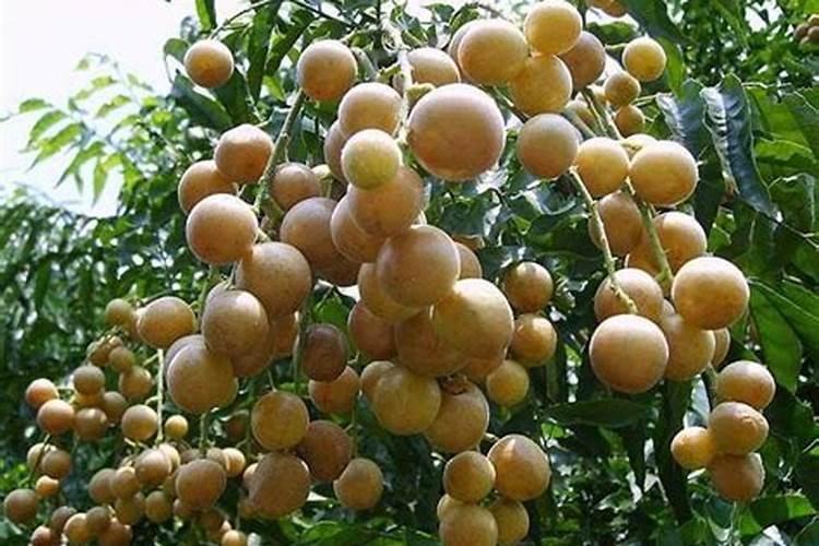 黄皮果树施什么肥