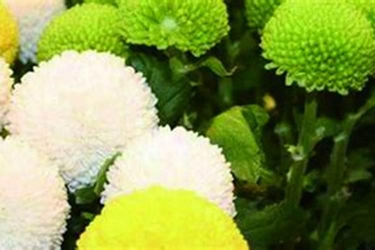 西瓜橘子喜欢什么肥料