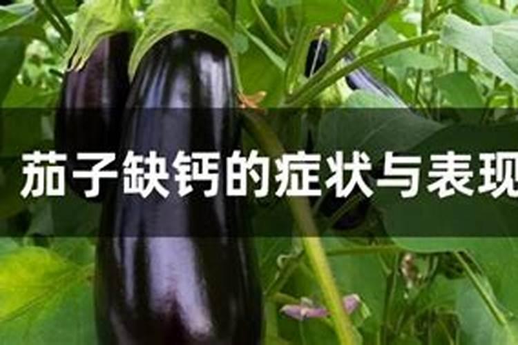 茄子裂果了,造成裂果的原因都有哪些？