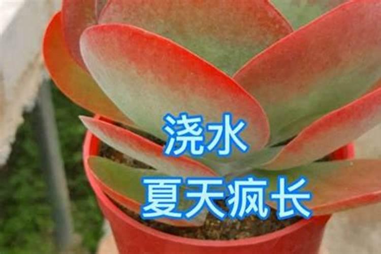 流体硼和硼酸哪个好