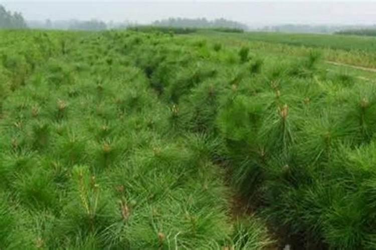 速乐硼和流体硼有什么区别