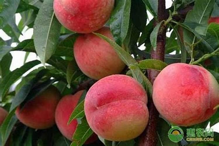 钙片养花有什么好处、钙片可以当肥料种花吗