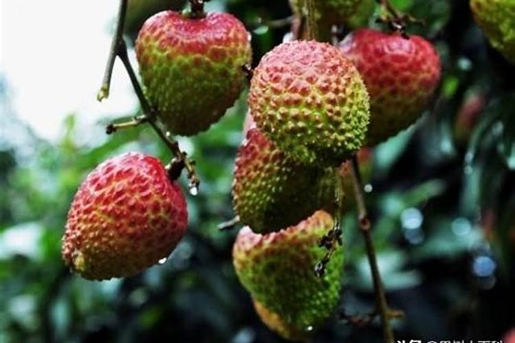 如 何让妃子笑荔枝开花