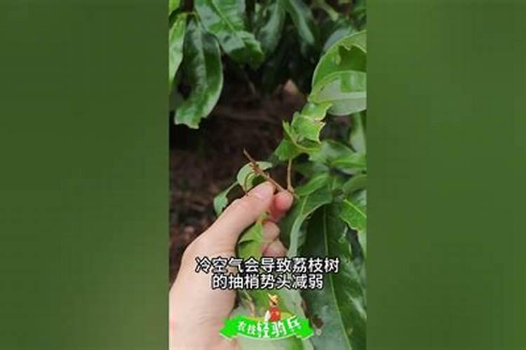 绿皮荔枝是什么品种