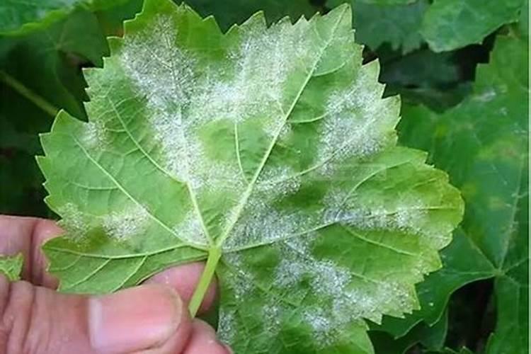 玉米如何使用叶面肥？ 荔枝霜霉病的两种防治方法