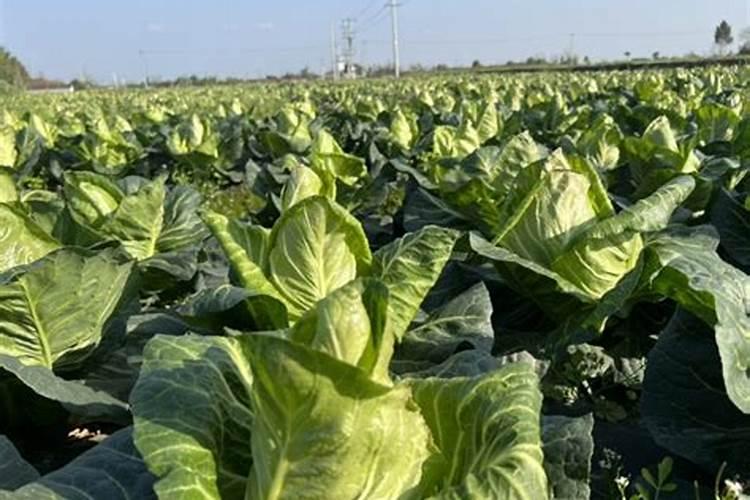 草莓需要叶面肥的时期及草莓叶面肥的施用要点