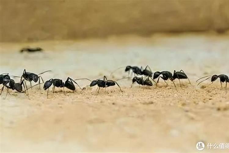 葡萄叶枯黄斑点用药推荐