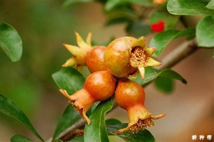 石榴树什么时候施肥 石榴树施肥的方法