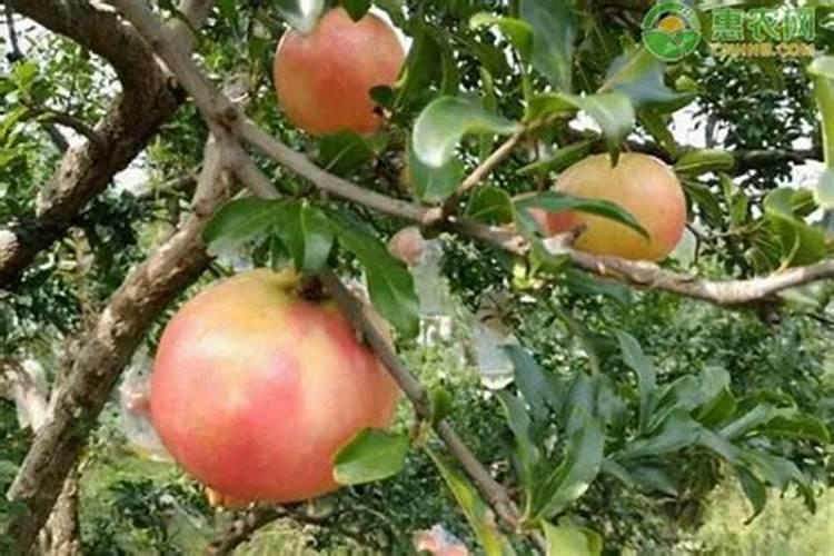 石榴树什么时候施肥