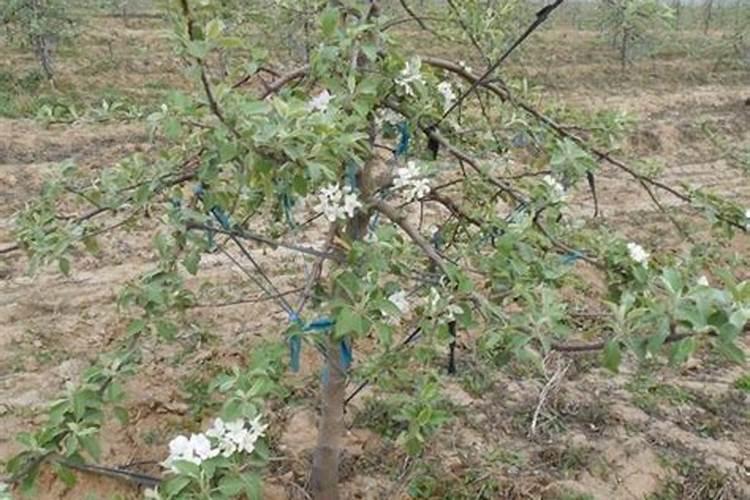 苹果用什么水溶肥好