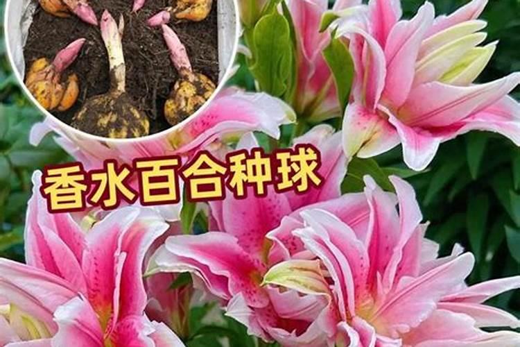 隔三到五天,打一次叶面肥,行吗？