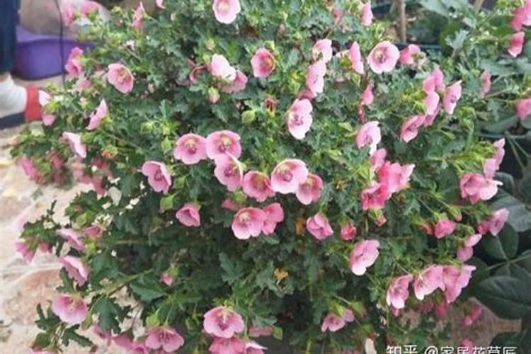 小木槿花败后怎么修剪