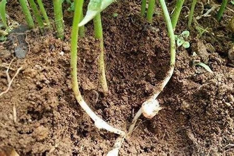 西红柿定植后怎么浇水