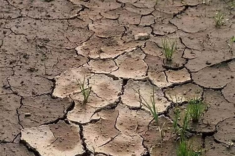 矿源黄腐酸钾膨果效果怎么样？有机质水溶肥可以改良土壤盐碱吗？